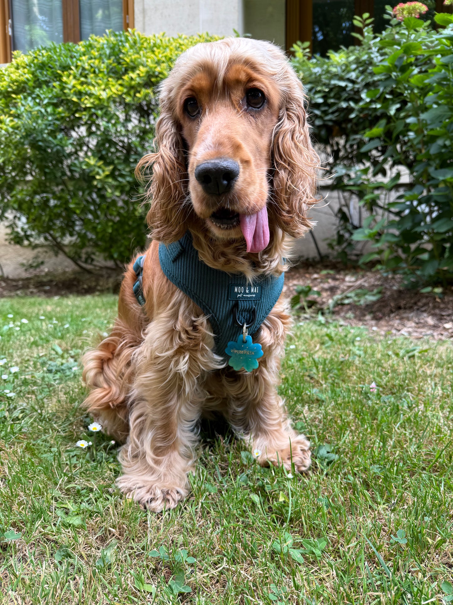 Médaille personnalisée pour chien
 - Pastel de BLEU-VERT